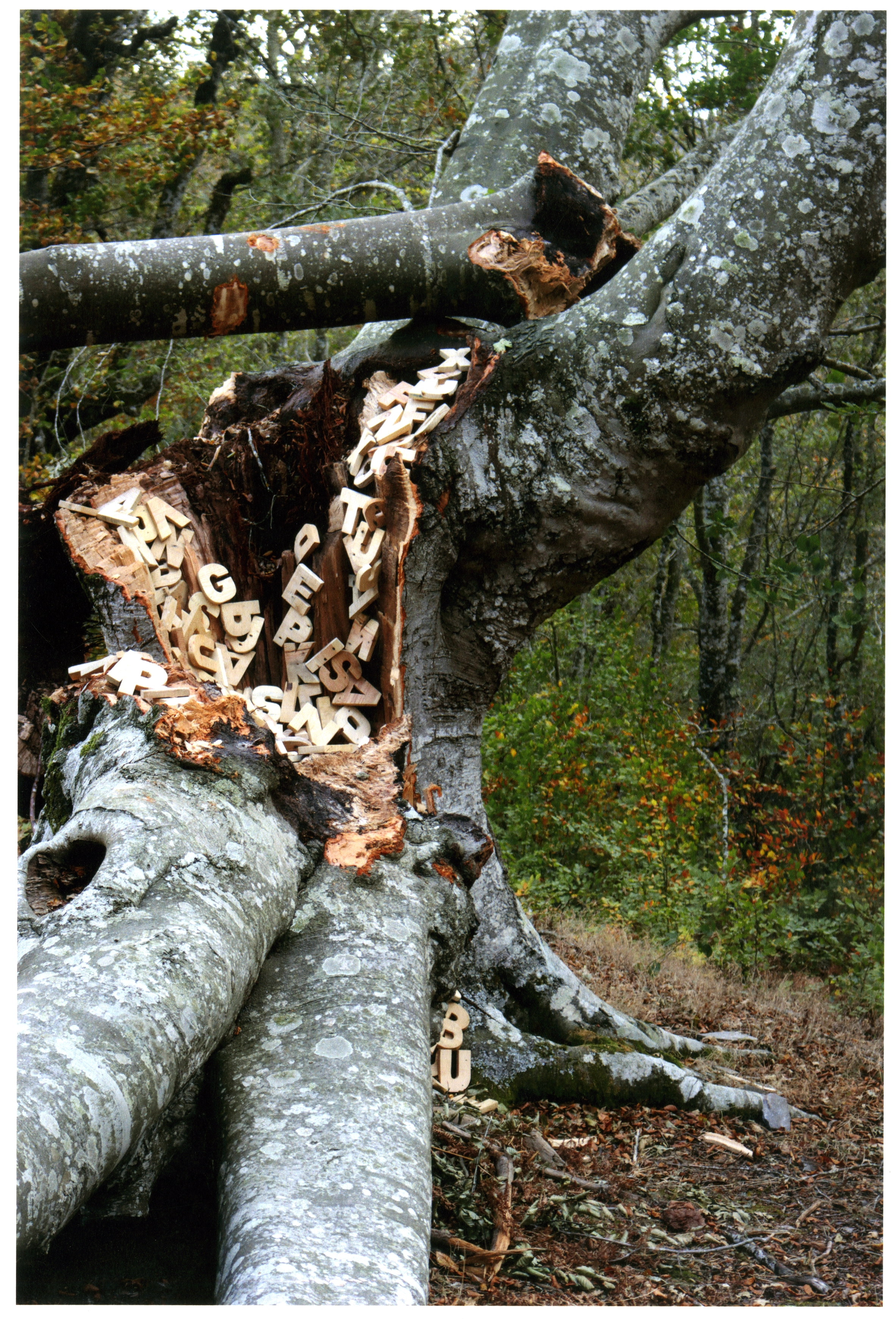 Accesit VII Premio Francisco Pino de Poesía Experimental